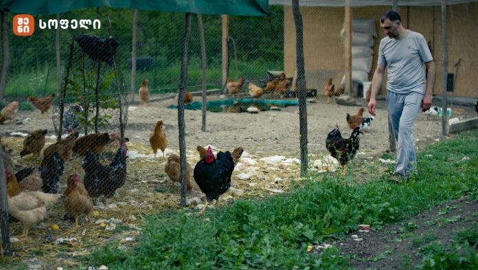 xomasuridze davit-qatmefis ferma - 1